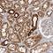 BCL2 Associated Agonist Of Cell Death antibody, HPA028185, Atlas Antibodies, Immunohistochemistry frozen image 
