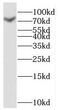 Ring Finger Protein, LIM Domain Interacting antibody, FNab07320, FineTest, Western Blot image 