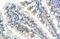 Nucleus Accumbens Associated 1 antibody, 29-129, ProSci, Enzyme Linked Immunosorbent Assay image 