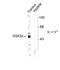 Glycogen Synthase Kinase 3 Beta antibody, GTX48612, GeneTex, Western Blot image 