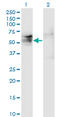 TSPY Like 1 antibody, LS-C198374, Lifespan Biosciences, Western Blot image 