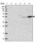 LLPL antibody, HPA041727, Atlas Antibodies, Western Blot image 