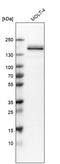 Rho GTPase Activating Protein 45 antibody, PA5-54087, Invitrogen Antibodies, Western Blot image 