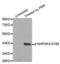 Mitogen-Activated Protein Kinase Kinase 3 antibody, abx000436, Abbexa, Western Blot image 