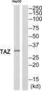 Tafazzin antibody, abx015037, Abbexa, Western Blot image 