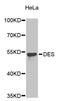 Desmin antibody, abx125113, Abbexa, Western Blot image 