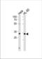 Transcription factor AP-4 antibody, TA324454, Origene, Western Blot image 