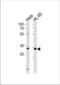 Transcription Factor AP-4 antibody, TA324454, Origene, Western Blot image 