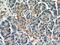 Twinkle protein, mitochondrial antibody, 18793-1-AP, Proteintech Group, Immunohistochemistry frozen image 