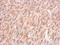 Cytochrome C Oxidase Subunit 4I1 antibody, NBP2-43629, Novus Biologicals, Immunohistochemistry frozen image 