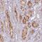 VPS26, Retromer Complex Component B antibody, HPA038172, Atlas Antibodies, Immunohistochemistry frozen image 