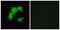 Olfactory Receptor Family 5 Subfamily I Member 1 antibody, GTX87393, GeneTex, Immunofluorescence image 
