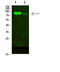 AFG3 Like Matrix AAA Peptidase Subunit 2 antibody, STJ99339, St John