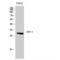 Activating Transcription Factor 1 antibody, LS-C382172, Lifespan Biosciences, Western Blot image 