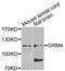 Glutamate Metabotropic Receptor 4 antibody, abx005491, Abbexa, Western Blot image 