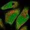 Methyltransferase Like 16 antibody, NBP1-81239, Novus Biologicals, Immunofluorescence image 