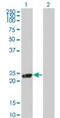 Regulator of G-protein signaling 5 antibody, PA5-23231, Invitrogen Antibodies, Western Blot image 