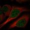 PHS antibody, HPA037575, Atlas Antibodies, Immunofluorescence image 