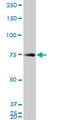 Heterogeneous Nuclear Ribonucleoprotein M antibody, LS-B4384, Lifespan Biosciences, Western Blot image 