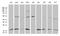 RNA Polymerase II Subunit H antibody, MA5-27356, Invitrogen Antibodies, Western Blot image 