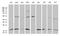 RNA polymerase II RBP8 antibody, MA5-27356, Invitrogen Antibodies, Western Blot image 