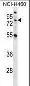 Macrophage Stimulating 1 antibody, LS-C164655, Lifespan Biosciences, Western Blot image 