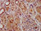 SUZ12 Polycomb Repressive Complex 2 Subunit antibody, CSB-PA621859LA01HU, Cusabio, Immunohistochemistry frozen image 