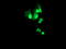 PBX Homeobox 1 antibody, TA502971, Origene, Immunofluorescence image 