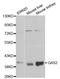 Growth Arrest Specific 2 antibody, MBS127370, MyBioSource, Western Blot image 