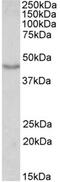 Doublecortin antibody, MBS422562, MyBioSource, Western Blot image 