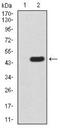 UV excision repair protein RAD23 homolog A antibody, NBP2-52550, Novus Biologicals, Western Blot image 