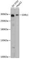 Sortilin Related Receptor 1 antibody, GTX66154, GeneTex, Western Blot image 