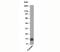 S100 Calcium Binding Protein B antibody, 33-772, ProSci, Western Blot image 