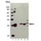 Heme Oxygenase 1 antibody, ADI-SPA-895-D, Enzo Life Sciences, Western Blot image 