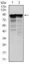 Neurofilament Light antibody, GTX60544, GeneTex, Western Blot image 