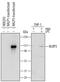 NLR Family Pyrin Domain Containing 3 antibody, AF6789, R&D Systems, Western Blot image 