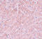 Autophagy Related 101 antibody, 5801, ProSci, Immunohistochemistry frozen image 