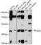 Serine Protease 23 antibody, 16-864, ProSci, Western Blot image 