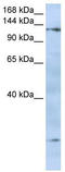 Formin-like protein 2 antibody, TA342487, Origene, Western Blot image 