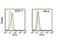 DEAD-Box Helicase 3 X-Linked antibody, NBP2-14848, Novus Biologicals, Flow Cytometry image 