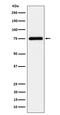 ASPSCR1 Tether For SLC2A4, UBX Domain Containing antibody, M05168, Boster Biological Technology, Western Blot image 