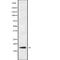 Regulator Of G Protein Signaling 21 antibody, abx218278, Abbexa, Western Blot image 