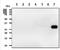 Tyrosine 3-Monooxygenase/Tryptophan 5-Monooxygenase Activation Protein Theta antibody, NBP1-21301, Novus Biologicals, Western Blot image 