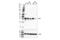 CD99 Molecule (Xg Blood Group) antibody, 16121S, Cell Signaling Technology, Western Blot image 