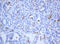 Keratin 5 antibody, LS-C175453, Lifespan Biosciences, Immunohistochemistry frozen image 