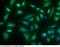 Prolyl 4-Hydroxylase Subunit Beta antibody, 10827-R016, Sino Biological, Immunocytochemistry image 