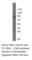 TANK Binding Kinase 1 antibody, TBK1-101AP, FabGennix, Western Blot image 