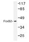 Forkhead Box B2 antibody, AP01472PU-N, Origene, Western Blot image 