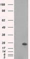 Mitotic Arrest Deficient 2 Like 1 antibody, M00785-1, Boster Biological Technology, Western Blot image 