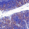 TNF Receptor Superfamily Member 14 antibody, 3775, ProSci, Immunohistochemistry frozen image 
